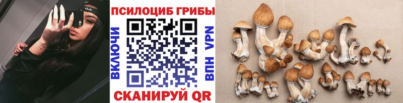 Купить закладки  Кувшиново  Галлюциногенные грибы мицелий 